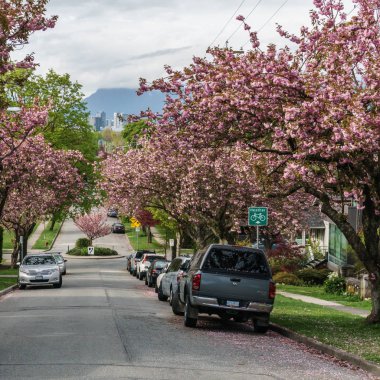 Vancouver, Kanada - 30 Nisan 2018: Vancouver Bc Canada'da Kiraz Çiçekleri ile sokak
