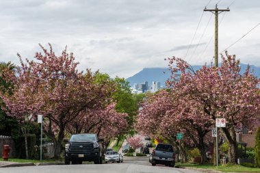 Vancouver, Kanada - 30 Nisan 2018: Vancouver Bc Canada'da Kiraz Çiçekleri ile sokak