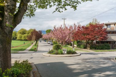Vancouver, Kanada - 30 Nisan 2018: Vancouver Bc Canada'da Kiraz Çiçekleri ile sokak