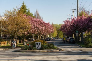 Vancouver, Kanada - 27 Nisan 2018: Vancouver Bc Canada'da Kiraz Çiçekleri ile sokak