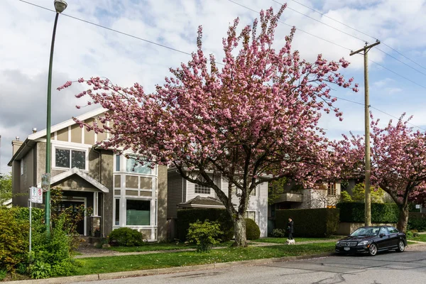 Vancouver Canada April 2018 Straße Mit Kirschblüten Vancouver Canada — Stockfoto