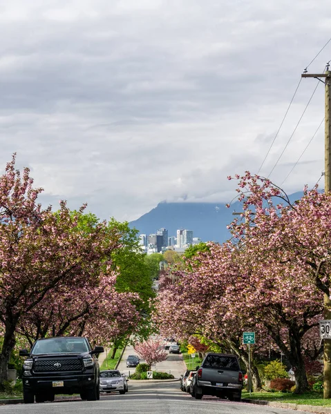 Vancouver Canada April 2018 Straße Mit Kirschblüten Vancouver Canada — Stockfoto