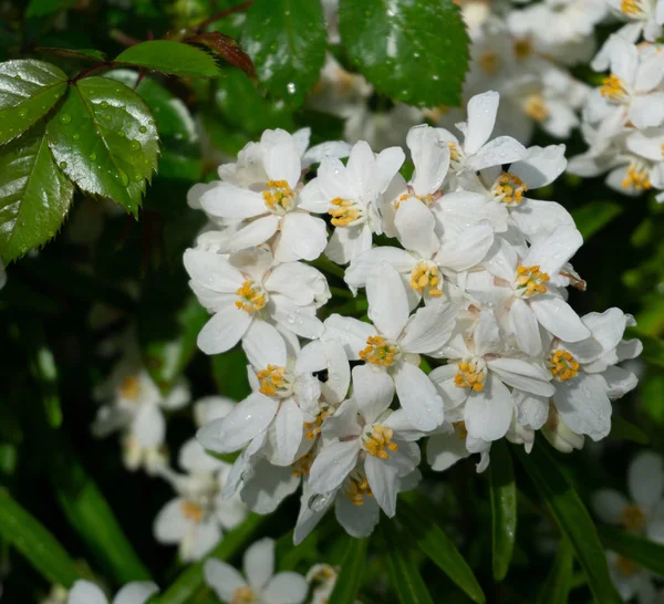 Mooie Natuurlijke Zomer Achtergrond Met Witte Bloemen Zonnige Dag — Stockfoto