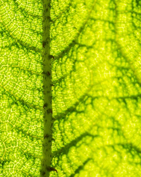 Patrón Textura Hoja Para Textura Fondo Primavera Del Concepto Ecología —  Fotos de Stock