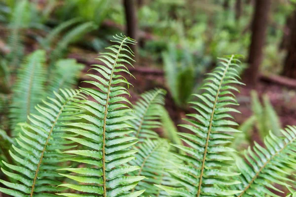 Samambaia beautyful folhas folhagem verde fundo floral natural na floresta . — Fotografia de Stock