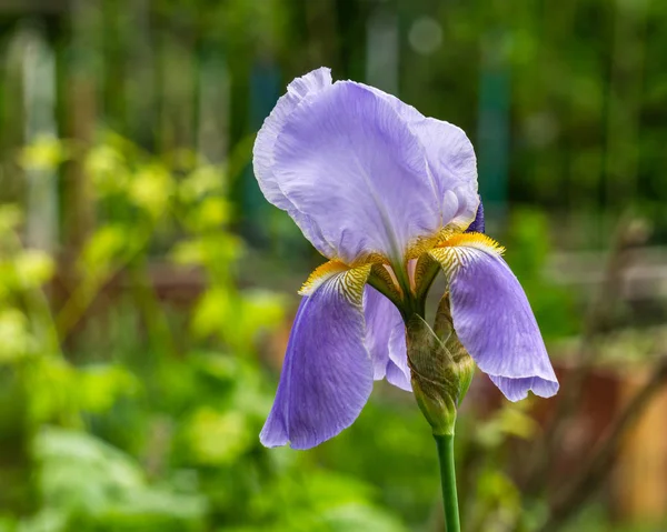 Hermosas flores frescas del iris en el fondo de la naturaleza del jardín . — Foto de Stock