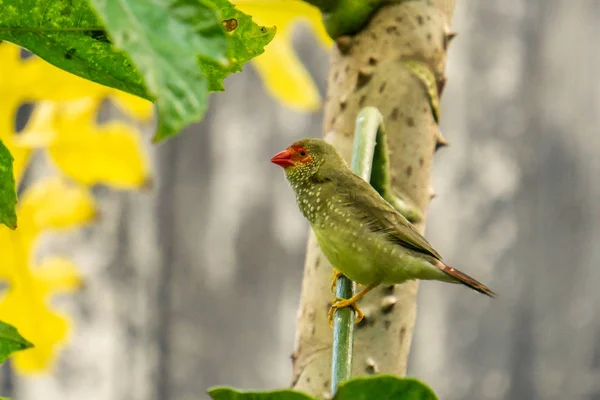 Aves Animales Exóticos Vida Silvestre Entorno Natural —  Fotos de Stock