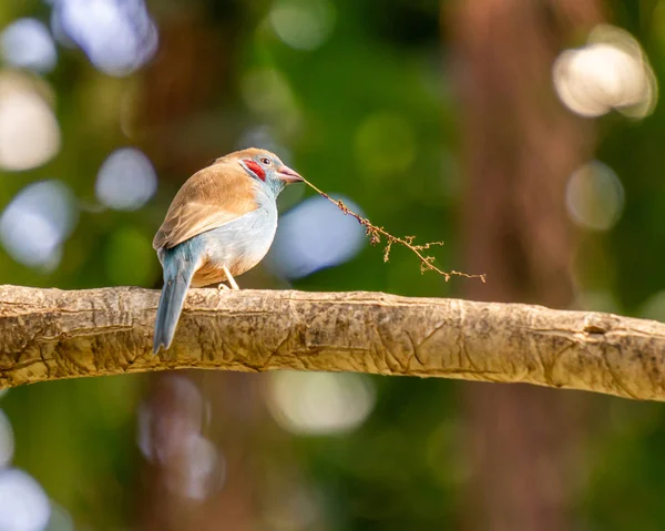 Exotic birds and animals in wildlife in natural setting.