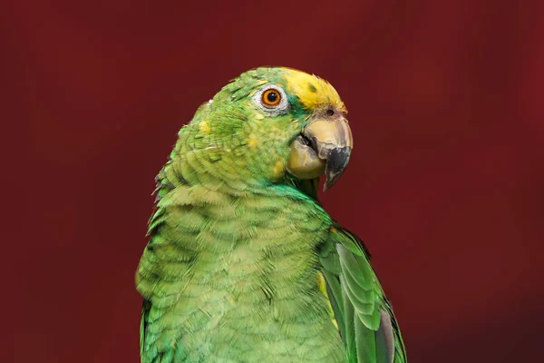 Папуга Екзотичні птахи і тварини в природі в природному середовищі . — стокове фото