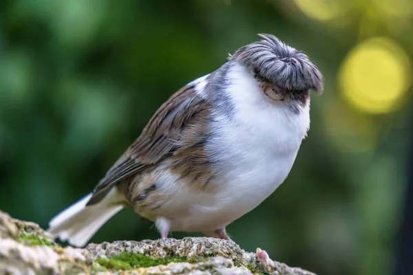 gloster canary Exotic birds and animals in wildlife in natural setting.