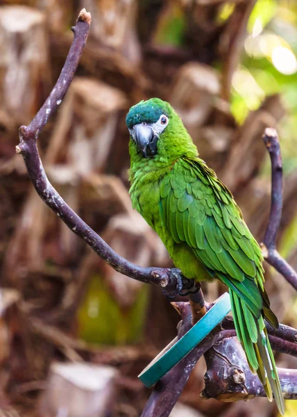 Egzotik kuşlar ve yabani hayvanlar ve bitkiler doğal ortamda hayvan papağan. — Stok fotoğraf