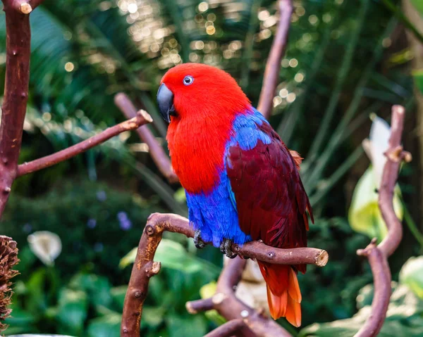 parrot Exotic birds and animals in wildlife in natural setting.