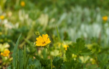 Vahşi çayır çiçek çiçek doğa arka plan olarak.