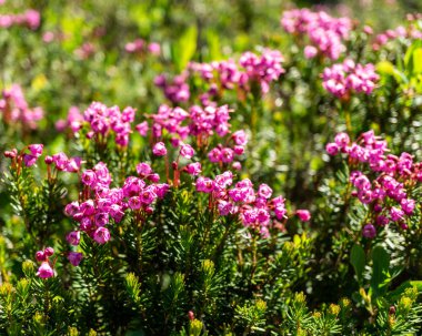 Vahşi çayır çiçek çiçek doğa arka plan olarak.