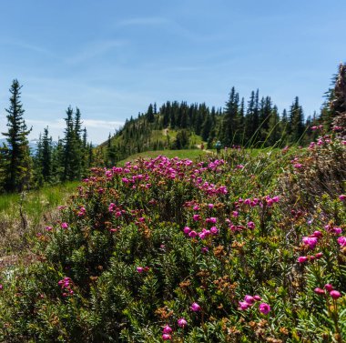 Vahşi çayır çiçek çiçek doğa arka plan olarak.