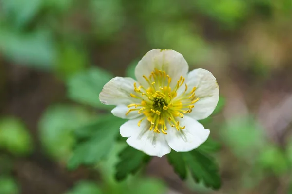 Fleurs de prairie sauvage comme fond de nature florale . — Photo