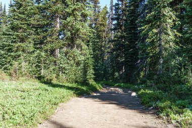 Güzel bir yaz sezonu güneşli hava mavi gökyüzü ve yeşil orman arka planda dağlar çayır manzarası
