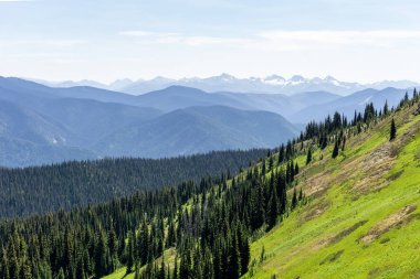 Güzel bir yaz sezonu güneşli hava mavi gökyüzü ve yeşil orman arka planda dağlar çayır manzarası
