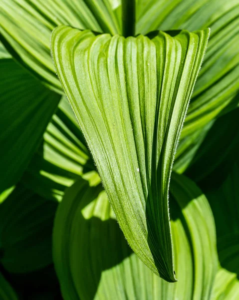 Folha Verde Helleborine Abstrato Macro Fundo — Fotografia de Stock