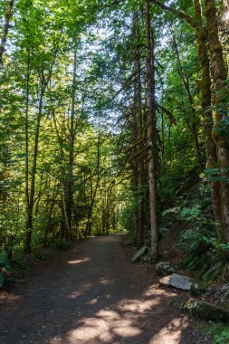 Yürüyüş Yolu yaz aylarında yeşil Orman yalak