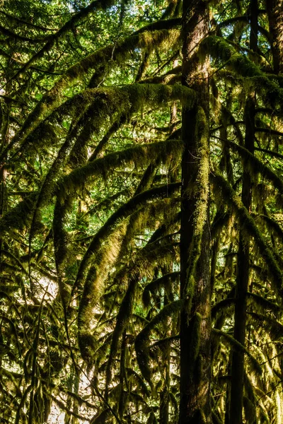Magas Régi Fák Örökzöld Erdő British Columbia Természet Park Háttér — Stock Fotó