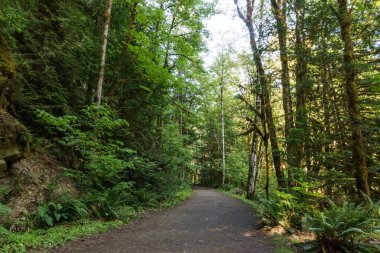 Yürüyüş Yolu yaz aylarında yeşil Orman yalak
