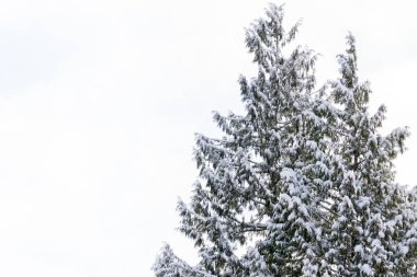 bir ağaç kış manzara dallarında beyaz kar