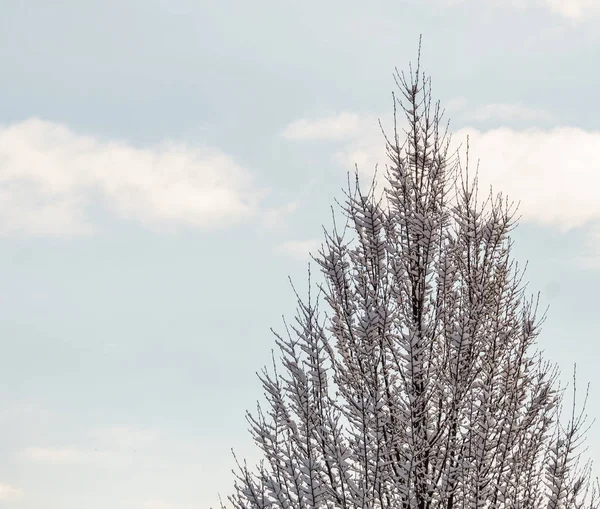 Biały Śnieg Gałęziach Drzewa Zima Krajobraz — Zdjęcie stockowe