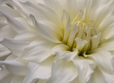 bahçe arka planda güzel krizantem çiçek makro