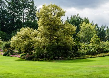 Brentwood Bay, Kanada - 01 Eylül 2018: Yeşil dekoratif bahçe Yeşil alanlı nötr peyzaj.