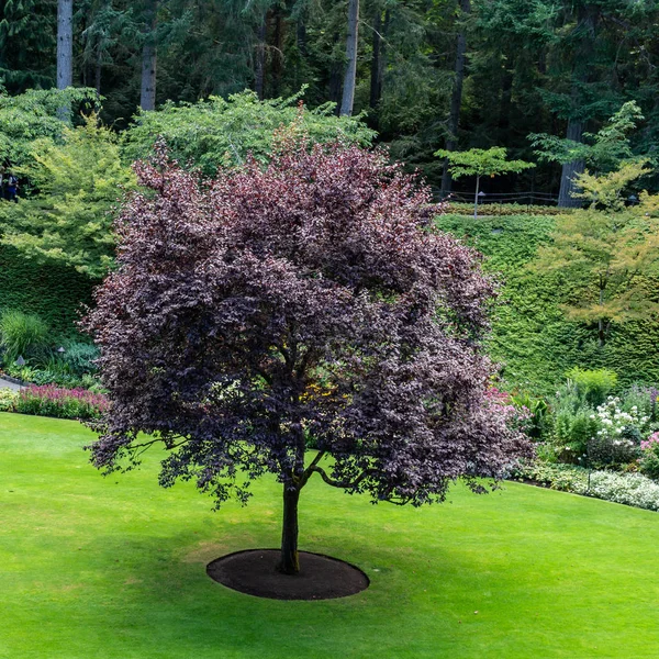 Brentwood Bay, CANADÁ - 01 de septiembre de 2018: Jardín verde decorativo Paisaje neutral con campo verde . —  Fotos de Stock