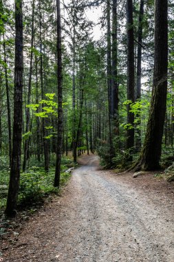 Uzun ağaçlar british columbia kanada ile güzel bir ormanda Yol.