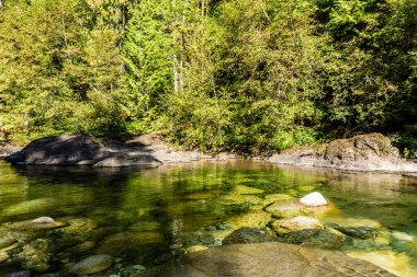 Orman doğasında güzel nehir Huzurlu Kanada arka plan.
