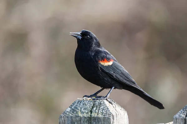 Pájaro negro de alas rojas Agelaius phoeniceus posado en una valla . —  Fotos de Stock