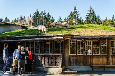 Coombs, Kanada - 02 Eylül 2018: Vancouver adasındaki Old Country Market'te keçiler çatıda.