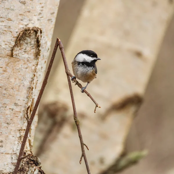 Small wild bird on a tree branch. — Stock Photo, Image