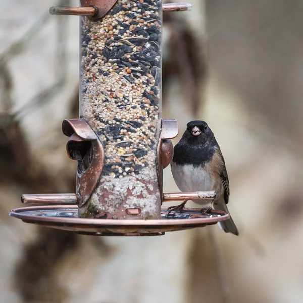 Zbliżenie wróbla na karmniku dla ptaków — Zdjęcie stockowe