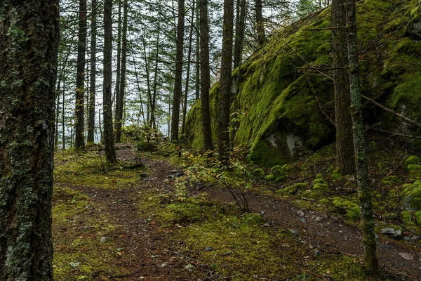 Bellissimo sentiero di montagna foresta autunnale in autunno . — Foto Stock