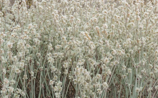 Krásné Sněžné květinový pole nebo Eriogonum niveum. — Stock fotografie
