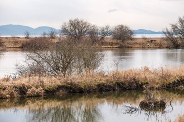 su boyunca görünümü ve doğa rezervi üzerinde mesafe çalılar ile donuk bir geç kış gününde sazlık.