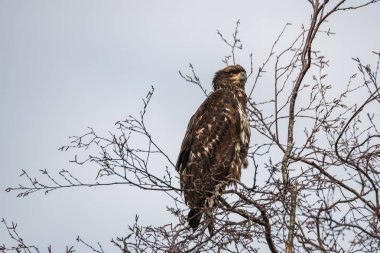 genç Kel kartal parlak mavi gökyüzüne karşı bir ağaca tünemiş.