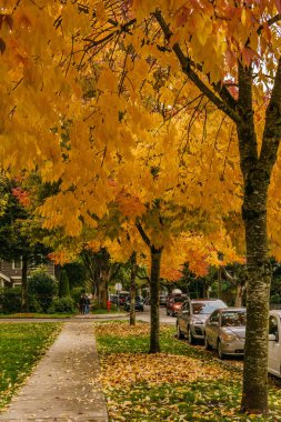 Vancouver, Kanada - 1 Ekim 2018: sokak manzaralı yerleşim alanı sonbahar zamanı altın yapraklar.