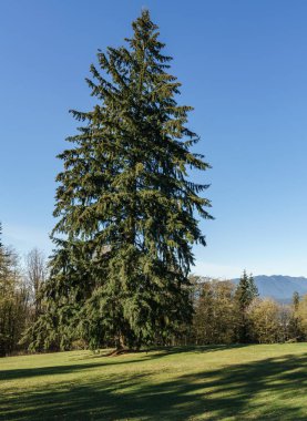 Güneşli sonbahar gününde Burnaby Mountain park.