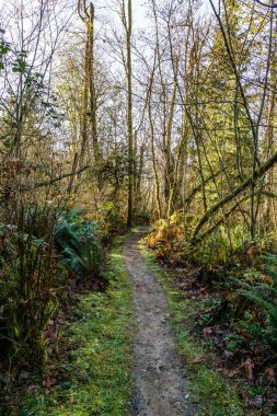 güneşli sonbahar gününde Burnaby Mountain parkta yürüyüş parkuru.