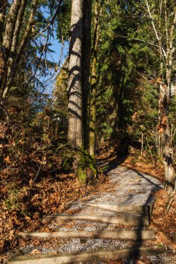 güneşli sonbahar gününde Burnaby Mountain parkta yürüyüş parkuru.
