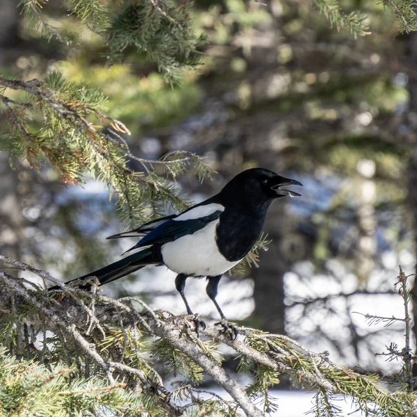 Pájaro salvaje urraca común en un árbol en el bosque . —  Fotos de Stock