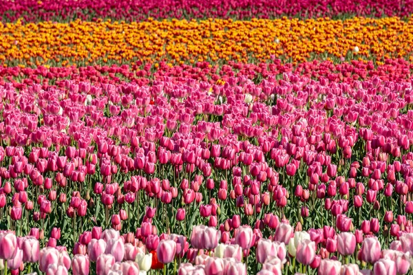 Grand champ de tulipes sur la fête des fleurs en Colombie britannique canada . — Photo