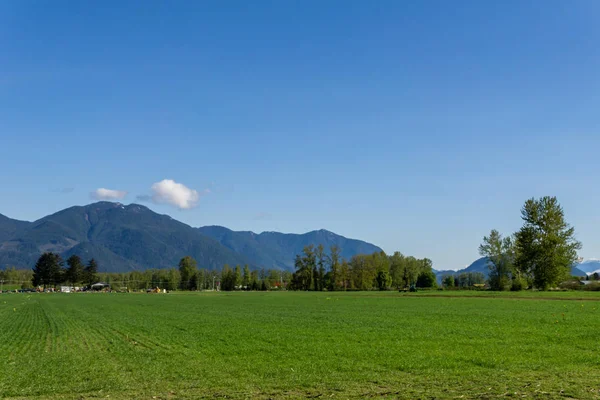 CHILLIWACK, CANADÁ - 20 DE ABRIL DE 2019: gran campo verde en la granja en la columbia británica en el soleado día de primavera . — Foto de Stock
