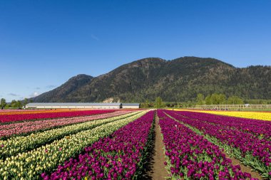Chilliwack, Kanada - 20 Nisan 2019: British Columbia'daki Chilliwack Lale Festivali'nde büyük lale çiçeği tarlası.