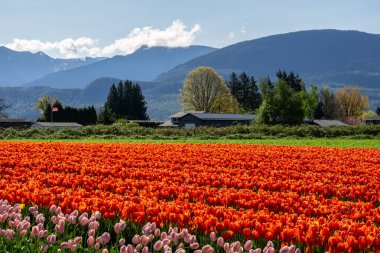 Chilliwack, Kanada - 20 Nisan 2019: British Columbia'daki Chilliwack Lale Festivali'nde büyük lale çiçeği tarlası.